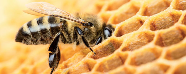 apiculture